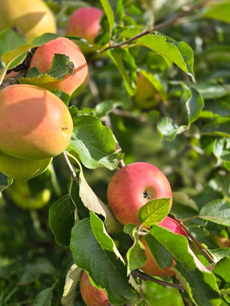 Tagesmutter in Erfurt Egstedt gesunde Ernährung
