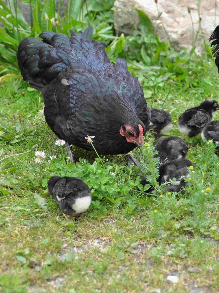 Tagesmutter in Erfurt Egstedt gesunde Ernährung